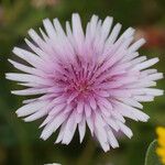 Crepis rubra Flower