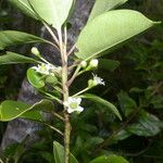 Ilex costaricensis موطن