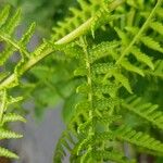 Athyrium distentifolium Blatt