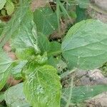 Acalypha indica Leaf