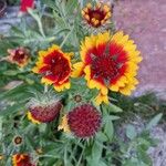 Gaillardia aristataKwiat