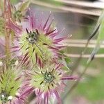 Caucalis platycarpos Mbuma