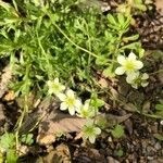 Saxifraga moschata Blodyn