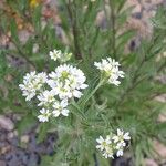 Berteroa incana Flor
