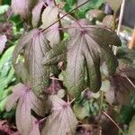 Hibiscus acetosella Φύλλο
