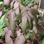 Hibiscus acetosella Feuille