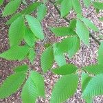 Fagus grandifolia Leaf