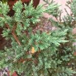 Juniperus chinensisFolha