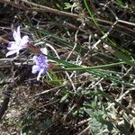 Aphyllanthes monspeliensis Blomma