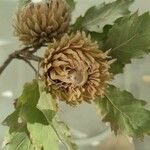 Quercus ithaburensis फल