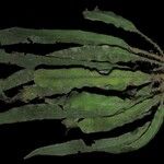 Elaphoglossum kuhnii Leaf