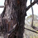 Grevillea excelsior Bark