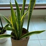 Sansevieria trifasciataBlad