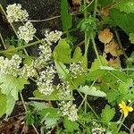 Galium boreale Цвят