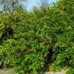 Berberis julianae 整株植物