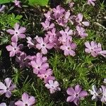 Phlox diffusa