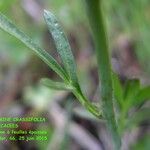 Cardamine crassifolia Other