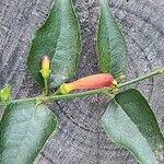 Halleria lucida Flor