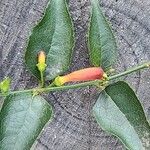 Halleria lucida Flower