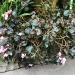 Begonia cucullata cv. 'Doublet Rose Pink' Habitus