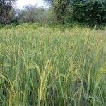 Hordeum vulgare പുഷ്പം