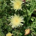 Hieracium berardianum Fula