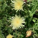 Hieracium berardianum Λουλούδι