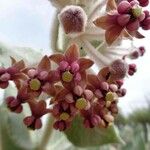 Asclepias californica Λουλούδι