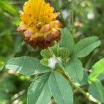 Trifolium badium Lorea