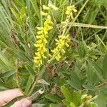 Eriosema psoraleoides Flower