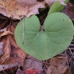 Asarum canadense Fuelha