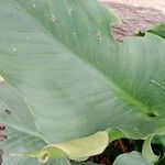 Zantedeschia aethiopica Leaf