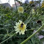 Cephalaria gigantea Λουλούδι