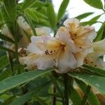 Rhododendron irroratum Flor