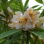 Rhododendron irroratum Цвят