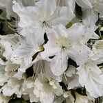 Rhododendron simsii Virág