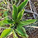 Chlorophytum zavattarii Lehti