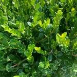 Buxus sinica Hoja