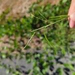 Eragrostis pilosa 花