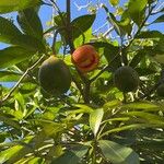 Tabernaemontana macrocarpa Fruitua