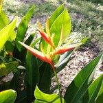 Heliconia psittacorumFleur