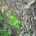 Vitis rotundifolia Blatt