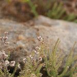 Erica galioides Flor
