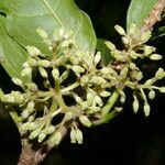 Rochefortia spinosa Virág