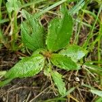 Acalypha virginica Folha