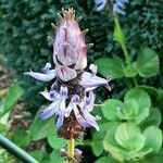 Coleus caninus Flower