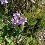 Scutellaria alpina Blüte