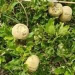 Gardenia ternifolia Fruit