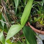 Sobralia macrantha Leaf