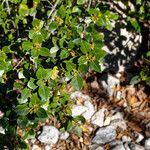 Rhamnus alaternusΦύλλο